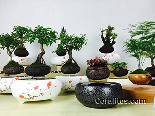 japanese-style-bonsai-floating-display-4wtm - Japanese Style Bonsai Floating Display